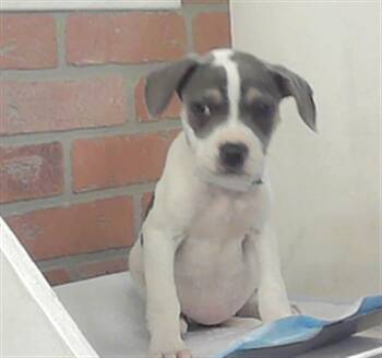 Labrador Retriever and Mixed Breed Dogs Available for Adoption - JAIDA | PetCurious