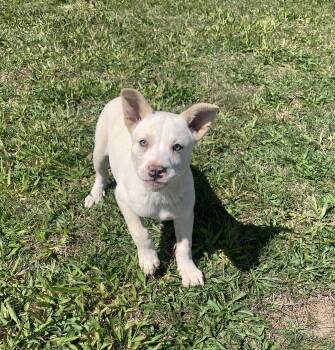 Labrador Retriever Dogs Available for Adoption in Chattanooga, Tennessee - Butch | PetCurious