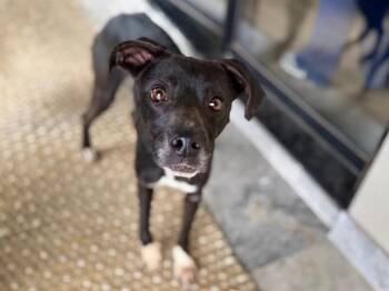 Plum Penny Petite Perfection -  Whippet Dog for Adoption in Friendswood, Texas - Plum Penny Petite Perfection | PetCurious
