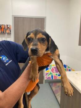 NEO -  Beagle and Mixed Breed Dog for Adoption in Baytown, Texas - NEO | PetCurious