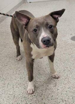 Pit Bull Terrier and Mixed Breed Dogs Available for Adoption in Kansas City, Missouri - Bartlebee | PetCurious
