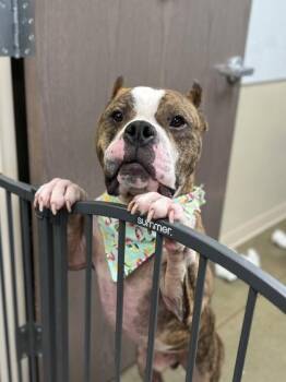 Pumba -  Fox Terrier and Mixed Breed Dog for Adoption in Fishers, Indiana - Pumba | PetCurious