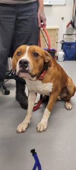 Rusty -  Mixed Breed Dog for Adoption in West Chester, Pennsylvania - Rusty | PetCurious