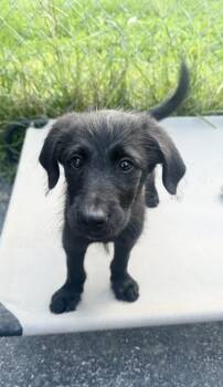 Rex -  Goldendoodle and Retriever Dog for Adoption in Cheektowaga, New York - Rex | PetCurious