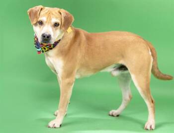 CHASE -  Beagle and Mixed Breed Dog for Adoption in St. Louis, Missouri - CHASE | PetCurious