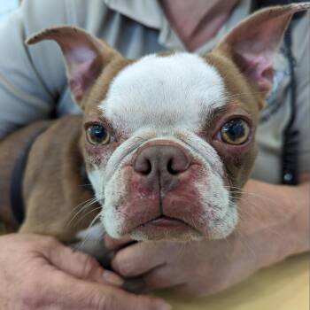 Peeps -  Boston Terrier Dog for Adoption in Harrisonburg, Virginia - Peeps | PetCurious