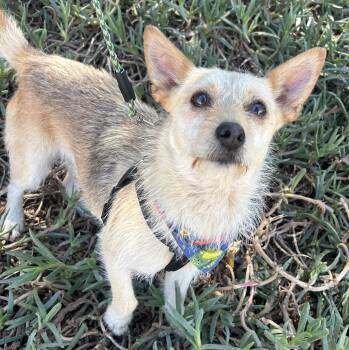 DINA -  Cairn Terrier Dog for Adoption in Bell Gardens, California - DINA | PetCurious
