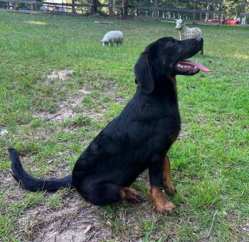 260662  Scooter -  Bloodhound and German Shepherd Dog Dog for Adoption in Wetumpka, Alabama - 260662  Scooter | PetCurious