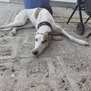 Greyhound Dogs Available for Adoption in Venice, Florida - Bodell Boon (Boon) | PetCurious