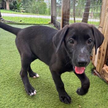 Venus 9394 -  Terrier and Mixed Breed Dog for Adoption in Loxahatchee Groves, Florida - Venus 9394 | PetCurious