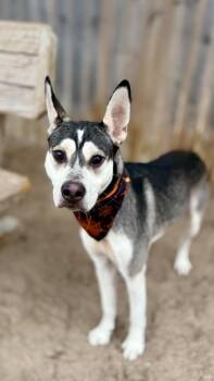 Rescue Husky Dogs for Adoption in Muskegon, Michigan - Buck | PetCurious