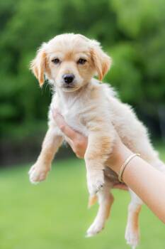 Spaniel and Papillon Dogs Available for Adoption in Coppell, Texas - Abby | PetCurious