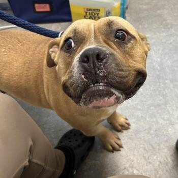Primrose -  Mixed Breed Dog for Adoption in Philadelphia, Pennsylvania - Primrose | PetCurious