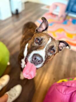 Pit Bull Terrier and American Bulldog Dogs Available for Adoption - Lucky Bubby SO Squishy SO Cuddly  | PetCurious