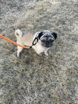 Doug -  Pug Dog for Adoption in Eagle, Idaho - Doug | PetCurious
