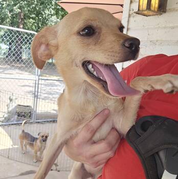 Salsa -  Chihuahua Dog for Adoption in Athens, Alabama - Salsa | PetCurious