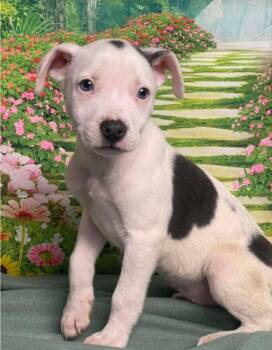 Pit Bull Terrier Dogs Available for Adoption - Rain | PetCurious