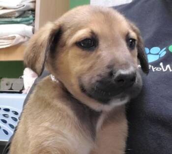 German Shepherd Dog and Mixed Breed Dogs Available for Adoption in Kansas City, Missouri - Coco Pebbles | PetCurious