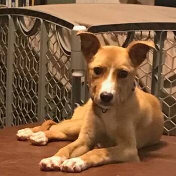 Rescue Hound Dogs for Adoption in Raleigh, North Carolina - LulaBelle | PetCurious