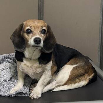Lilly -  Beagle Dog for Adoption in Lyndhurst, Virginia - Lilly | PetCurious