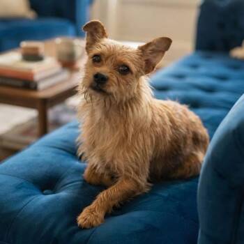 Freddie -  Yorkshire Terrier Dog for Adoption in Monticello, Minnesota - Freddie | PetCurious