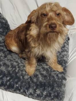 Zeus -  Dachshund Dog for Adoption in Oakland, California - Zeus | PetCurious
