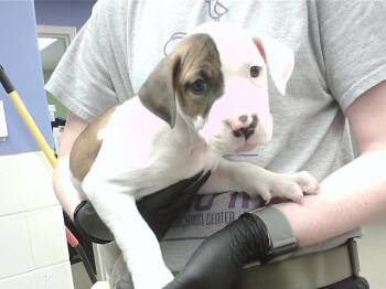 KIA -  Boxer and Mixed Breed Dog for Adoption in Omaha, Nebraska - KIA | PetCurious