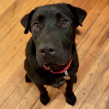 Butch -  Shar Pei and Mixed Breed Dog for Adoption in Rochester, Minnesota - Butch | PetCurious