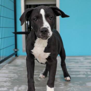Pit Bull Terrier and Mixed Breed Dogs Available for Adoption in Bradenton, Florida - Maeve | PetCurious
