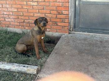 Rescue Rottweiler Dogs for Adoption in Wichita Falls, Texas - Sable Mae | PetCurious