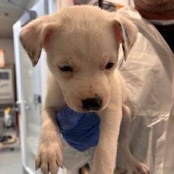 Pit Bull Terrier Dogs Available for Adoption in Los Angeles, California - Raisin | PetCurious