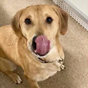 Tuna -  Mixed Breed Dog for Adoption in Ballston Spa, New York - Tuna | PetCurious