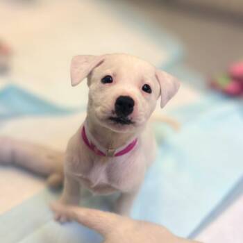 Dogo Argentino and Mixed Breed Dogs Available for Adoption in Houston, Texas - IRIS | PetCurious