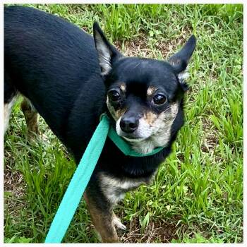 Rescue Chihuahua Dogs for Adoption in Edmond, Oklahoma - Eren | PetCurious
