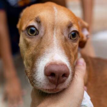 Rescue Labrador Retriever and Hound Dogs for Adoption in New York, New York - Maya | PetCurious