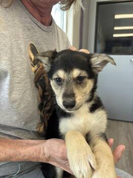Chesney -  German Shepherd Dog Dog for Adoption in Suamico, Wisconsin - Chesney | PetCurious
