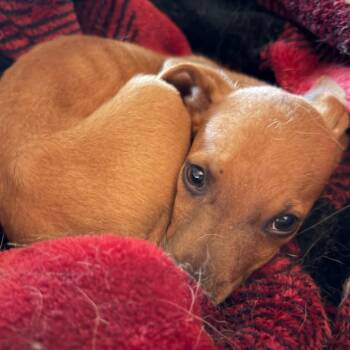 Maizie -  Boxer and Labrador Retriever Dog for Adoption in Greenfield, Indiana - Maizie | PetCurious