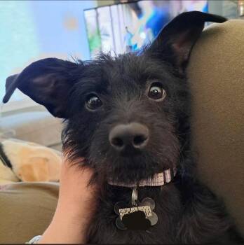 June -  Terrier Dog for Adoption in Rathdrum, Idaho - June | PetCurious