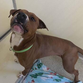 Mixed Breed Dogs Available for Adoption in Ballston Spa, New York - Draco | PetCurious