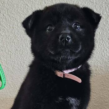 Mixed Breed Dogs Available for Adoption in Idaho Falls, Idaho - Pea | PetCurious