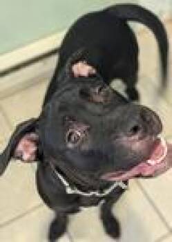 Rescue Boxer and Black Labrador Retriever Dogs for Adoption in Logan, Iowa - Snoop And Stewart | PetCurious