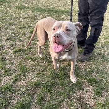 Pit Bull Terrier Dogs Available for Adoption in Newark, New Jersey - Phebes (In Foster) | PetCurious