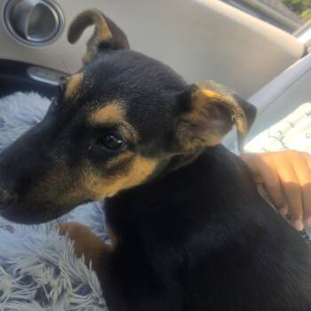 Vander -  German Shepherd Dog Dog for Adoption in Greensboro, North Carolina - Vander | PetCurious