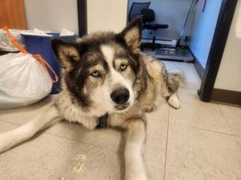 BELLA -  Siberian Husky Dog for Adoption in Kent, Washington - BELLA | PetCurious