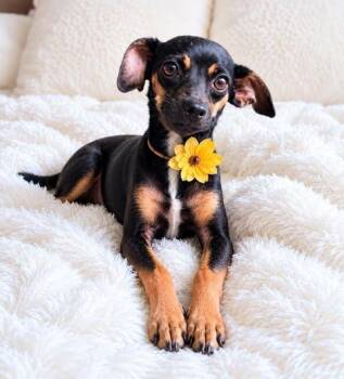 Pippa -  Rat Terrier and Chihuahua Dog for Adoption in Crosby, Texas - Pippa | PetCurious
