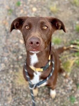 Rescue Border Collie and German Shorthaired Pointer Dogs for Adoption in Rock Springs, Wyoming - Nova | PetCurious