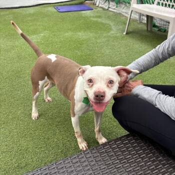 Cupcake -  Pit Bull Terrier Dog for Adoption in San Diego, California - Cupcake | PetCurious