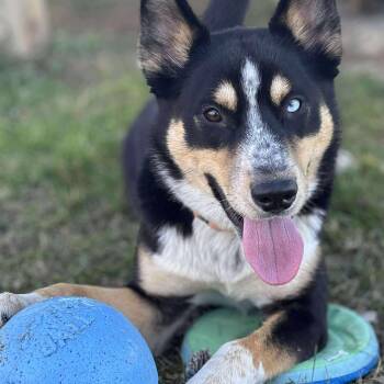 Rescue Mixed Breed Dogs for Adoption in Tioga, Pennsylvania - Trinity | PetCurious