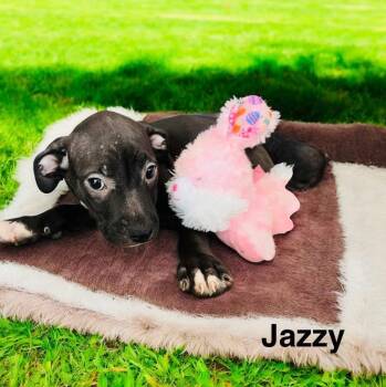 Rescue Labrador Retriever Dogs for Adoption in Eloise, Florida - Jazzy | PetCurious