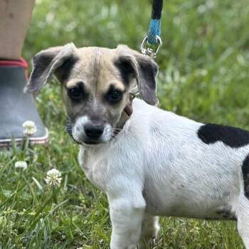 Cocker Spaniel and Beagle Dogs Available for Adoption in Locust Fork, Alabama - MACCHIATO | PetCurious